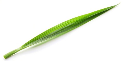 Fototapeta premium Single Green Leaf on White Background