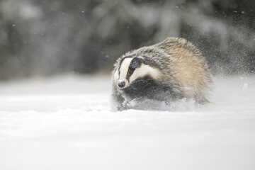 European Badger Running on a Snowy Clearing at the Forest Edge © Martin
