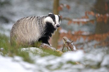 European Badger Running on a Snowy Clearing at the Forest Edge © Martin