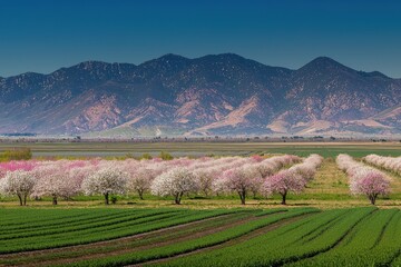 Almond Blossoms in Spring Almond trees in full bloom with soft pink and white blossoms under a clear blue sky