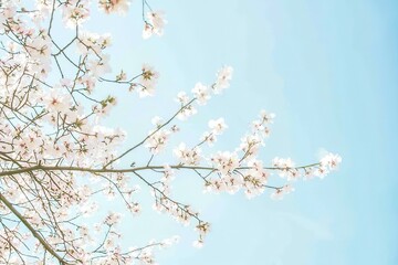 Almond Blossoms in Spring Almond trees in full bloom with soft pink and white blossoms under a clear blue sky