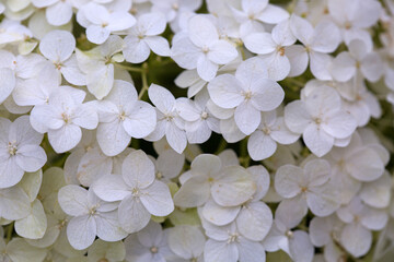 White hydrangeas in natural sunlight,close up.