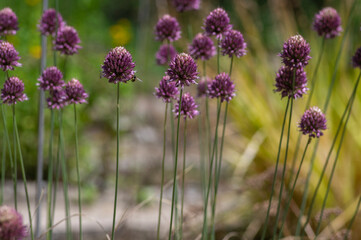 Allium Sphaerocephalon round headed garlic plant in bloom, purple bald head flowering ornamental onion
