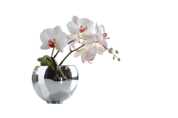 Elegant white orchids in a sleek glass vase accentuating modern decor in a sunlit space isolated on transparent background