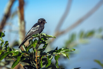 Southern black Tit standing on a shrub isolated in blue sky in Greater Kruger National park, South Africa ; Specie Melaniparus niger family of Paridae