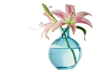 A delicate pink lily blooms gracefully in a blue vase filled with crystal-clear water against a soft, serene background isolated on transparent background