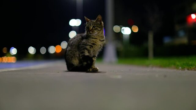 Cat in the night