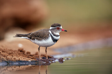 Three banded Plover standing along waterhole  in Greater Kruger National park, South Africa ; Specie Charadrius tricollaris family of Charadriidae