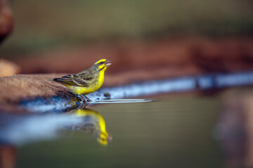 Yellow fronted Canary standing along waterhole with reflection in Greater Kruger National park,...
