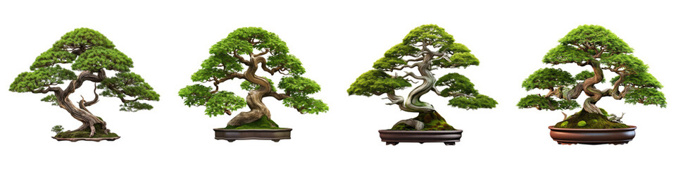 Bonsai tree isolated on transparent background, PNG, set of