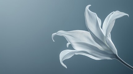 Obraz premium A soft fabric bud crafted in elegant gray gradient tones sits gracefully on a minimalist background, leaving ample space for text or greetings.