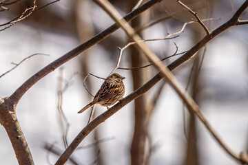 sparrow on branch