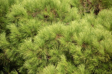 Green background of southern pine branches with cones on the coast of Montenegro. High quality photo