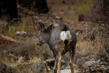 Mule Deer Walking Through A Thick Forest 2