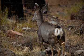 Mule Deer Walking Through A Thick Forest 1