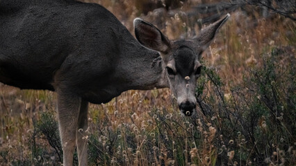 Mule Deer Grazing On Wild Grasses 1