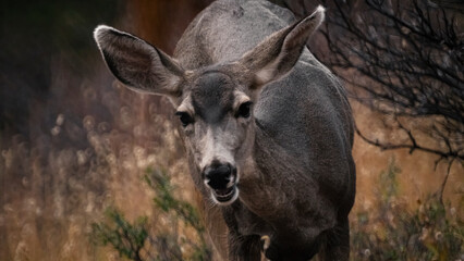 Mule Deer Grazing On Wild Grasses 4
