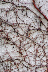 Background, texture of dry ivy branches, grapes on the wall.