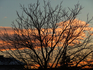 Eine Baumsilhouette vor orangerot gef&auml;rbten Wolken bei Sonnenuntergang.