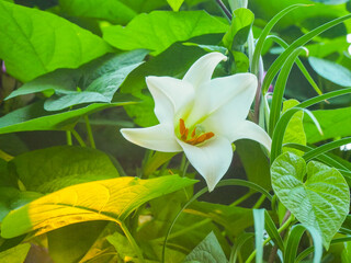 Obraz premium white and yellow flowers in a garden