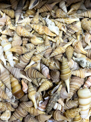 Collection Of Beige Sea Shells Piled Together In A Close-Up View, Captured Indoors, Representing Marine Life, Beach Decor, And Natural Elements, Suitable For Home Decor Stores, Craft Projects, And Coa