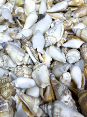 Assorted Beige Spiral Sea Shells In A Close-Up Composition, Captured Indoors, Representing Natural Marine Decor, Coastal Craft Supplies, And Beach-Inspired Art For Creative And Commercial Use.