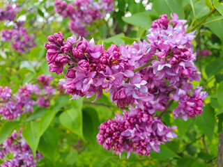 Lilac blooms capture sunlight in a serene garden setting during springtime