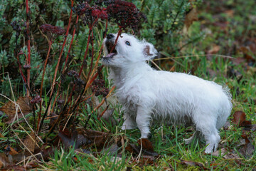 West Highland White Terrier Puppy, floppy ears, black nose and eyes, small dog, playing in garden, biting on a plant