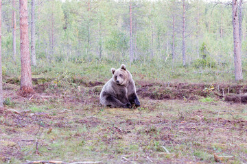 Fototapeta premium A photo of brown bear during summer