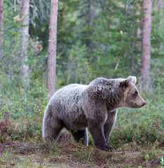 Obraz premium A photo of brown bear during summer