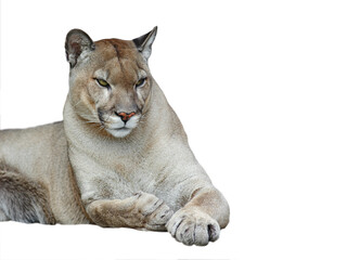 Naklejka premium puma portrait isolated on white background