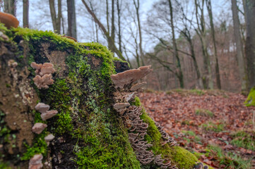 Baumstumpf mit Pilz im Wald