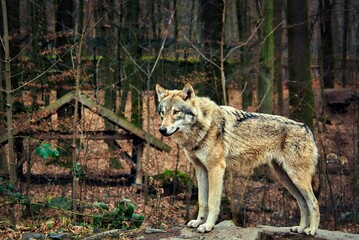 Wolf im Wald