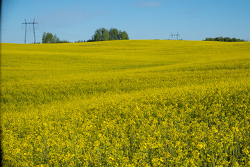 Bright yellow rapeseed flower field in full bloom under clear sky during sunny day