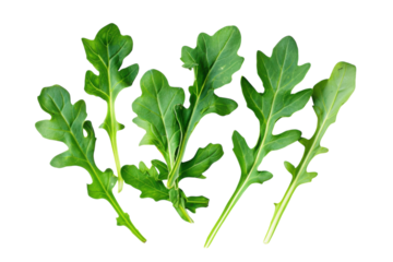 Fresh arugula leaves displayed artistically against a clean background, celebrating seasonal greens for wellness and culinary delights isolated on transparent background