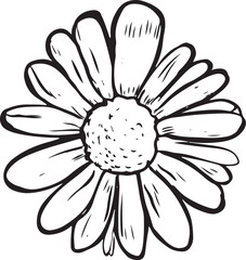 Chamomile, camomile flower floral hand drawn engraving vector illustration