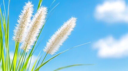 Fluffy grass against a bright blue sky; summer nature scene for website backgrounds