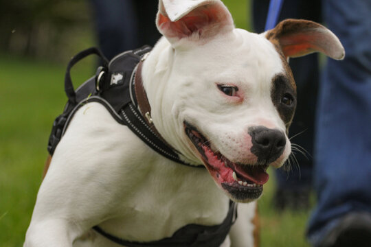 close up of an xl bully type dog, white and brown, wearing a harness