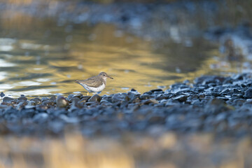Spotted Sandpiper
