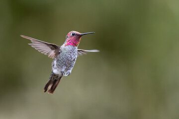 Anna's Hummingbird