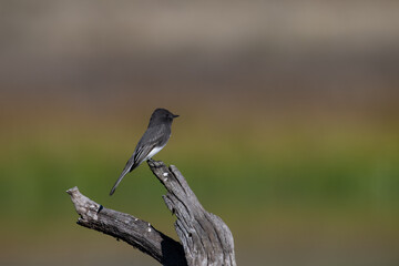Black Phoebe perched