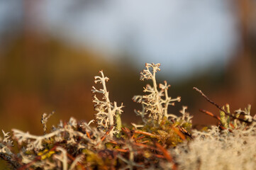 Low angle view of the spingtime lichen in the forests of Finland