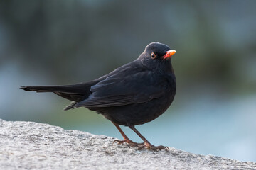 A Proud Male Blackbird Standing on a Stone Wall in Mid-Winter