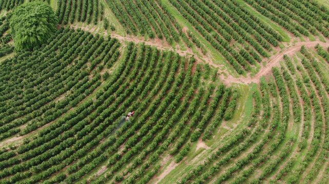 Trator fertilizando lavoura de caf&eacute;, Minas Gerais, Brasil