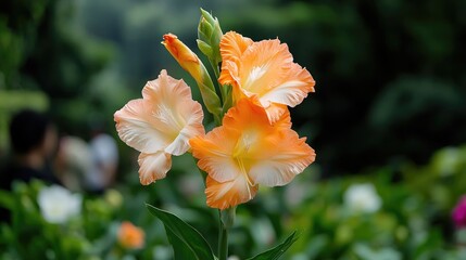 Fototapeta premium Peach gladiolus blossoms in a garden, blurred people in background, nature photography