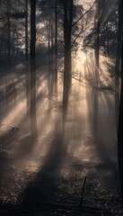 Obraz premium Mystic Dawn in Foggy Forest with Sunlight Streaming Through Trees Creating Dramatic Light Patterns