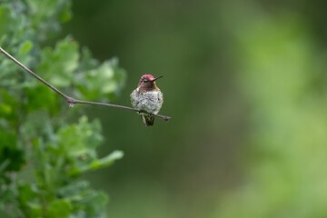Anna's Hummingbird