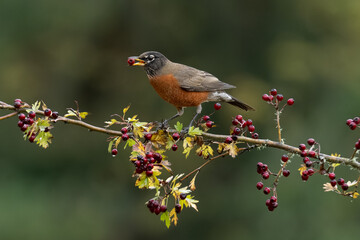 American Robin