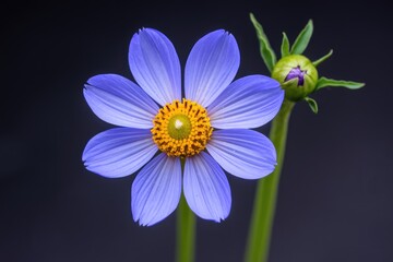 Obraz premium A single blue flower with a yellow center and a bud.