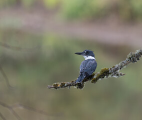 Belted Kingfisher